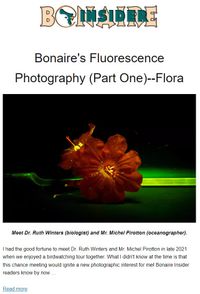 Artikel Bonaire Insider Bonaire's Fluorescence Photography (Part One) -- Flora