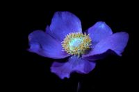 herbstanemone-japanese anemone-uv-_C__2175_y