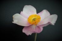 herbstanemone-japanese anemone-weisslicht-white light-_C__2174_y